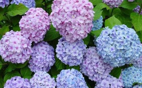 家里千万不能养的6种花 养花风水