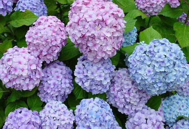 家里千万不能养的6种花 养花风水