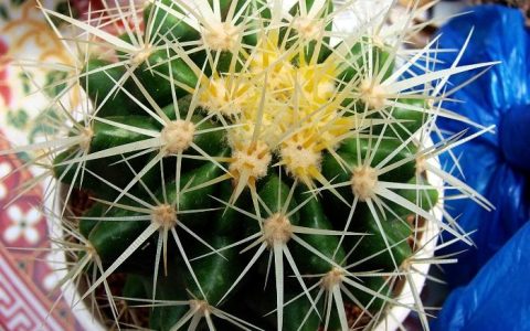 风水中的家居植物摆放宜忌主要是什么
