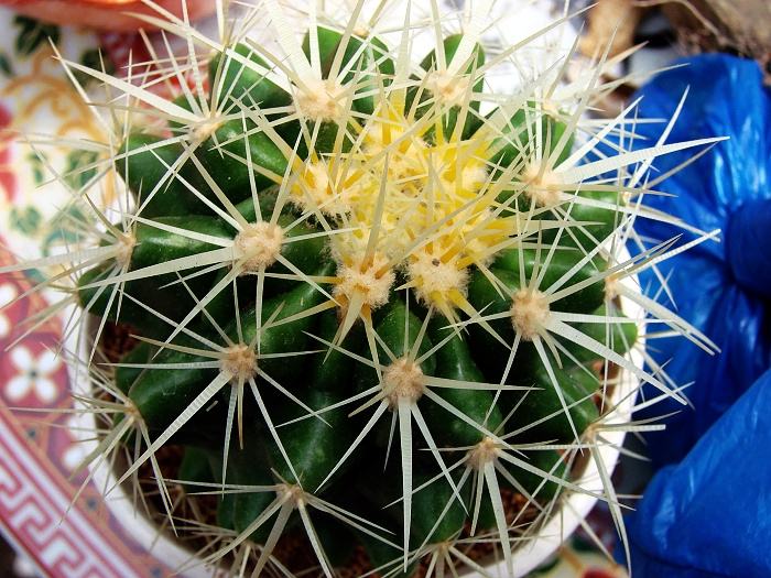 风水中的家居植物摆放宜忌主要是什么
