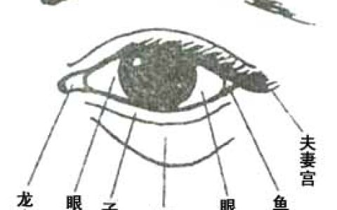 最全眼睛面相图解，面相眼型分类图解！