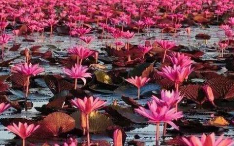 招桃花运物品 让你轻松找到真爱