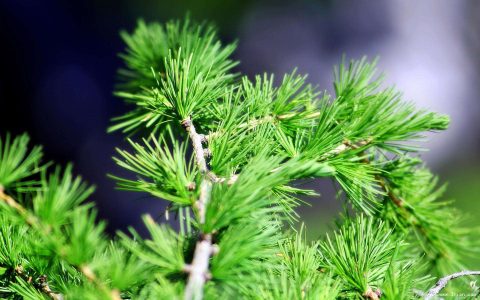 新宅窗户面前不能种什么树 对家人运势不好