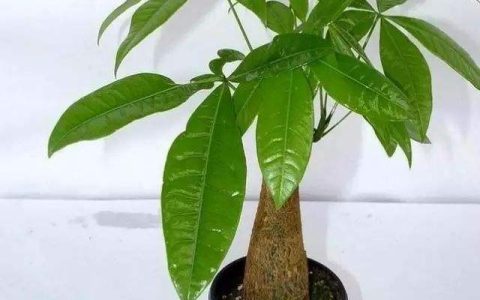 家庭旺财风水 种植什么植物旺财