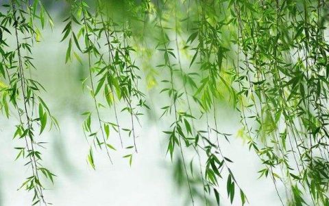 招财的植物必须遵守的五大法则