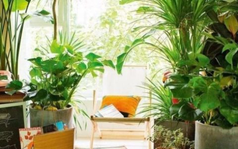 卧室适合养什么花和植物好风水学
