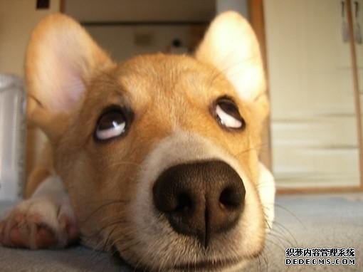 测测你的二货程度？