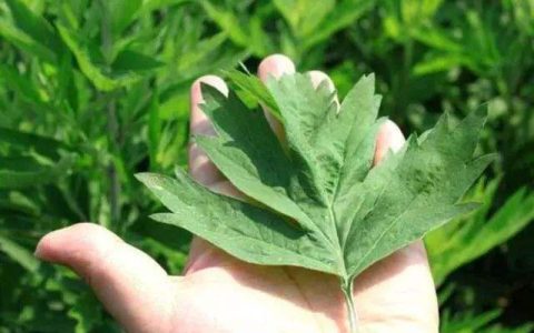 犯太岁化解方法 犯太岁如何化解最有效？