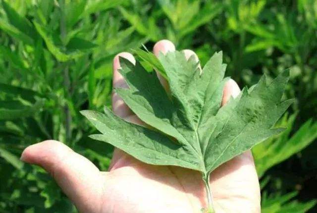 犯太岁化解方法 犯太岁如何化解最有效？