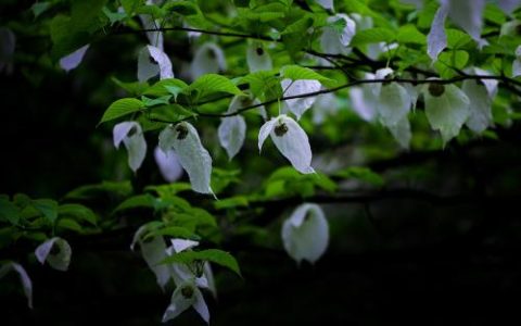 家居风水 家里风水怎么化解阴气