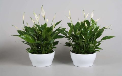 家里再穷也要养这3种花 植物风水