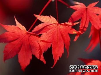 你的自我毁灭程度有多高