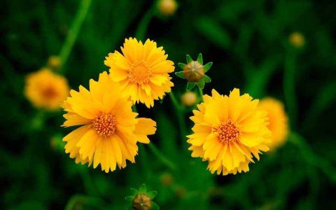 家里不能有空花盆 花盆空着影响风水