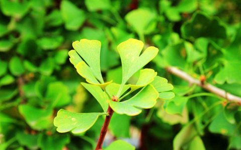 院子里种什么树好 种树方位风水