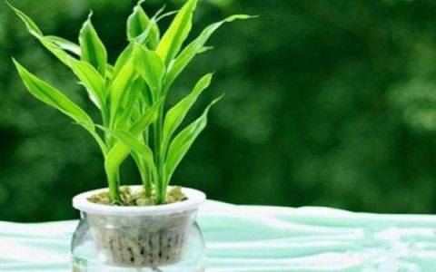 在房子风水中能够保证财运的布置
