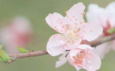 催桃花运用什么方法 最快最好的催桃花方法