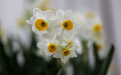 怎样摆放水仙花可以对风水有改善