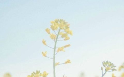 双子座表白被拒绝后