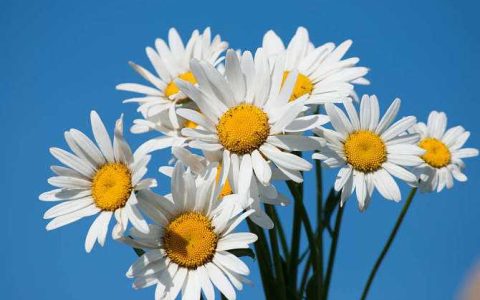 家里养菊花吉利吗 家里养菊花好吗