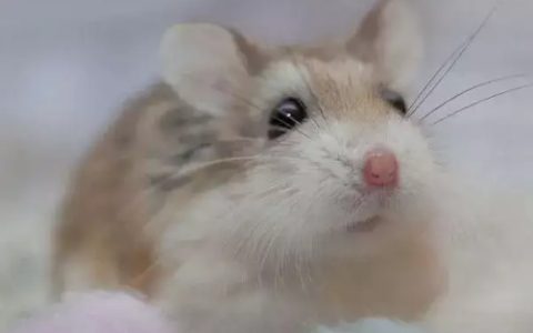 几月的鼠命运最好