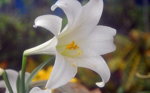 办公室放的植物 玫瑰和茉莉都不错