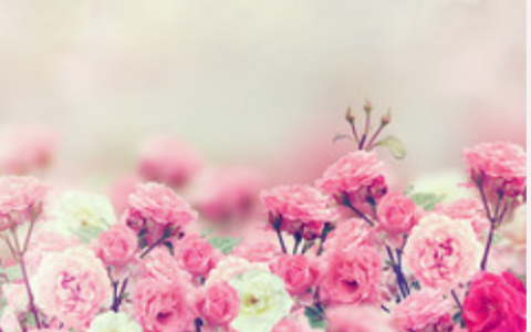 梦见月季花是什么意思 做梦梦见月季花什么征兆