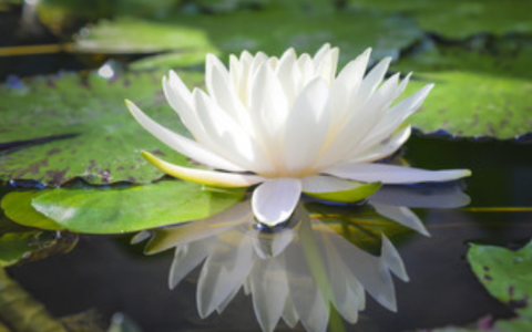 梦见莲花是什么意思 梦见莲花预示着什么