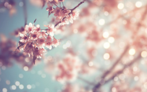 梦见樱花是什么意思 梦见樱花是什么预兆