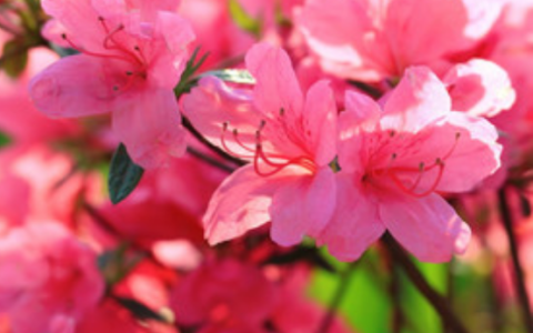 梦到杜鹃花是什么预兆 梦见杜鹃花是什么意思