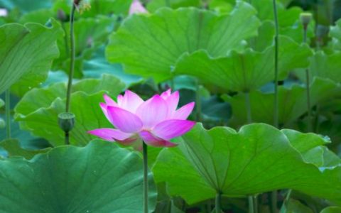 孕妇梦见莲花是什么意思 孕妇梦见莲花预示着什么