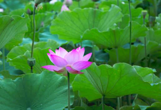 孕妇梦见莲花是什么意思 孕妇梦见莲花预示着什么