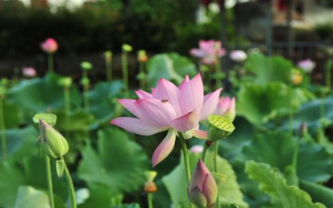 梦见荷花是什么意思 梦见荷花有什么预兆