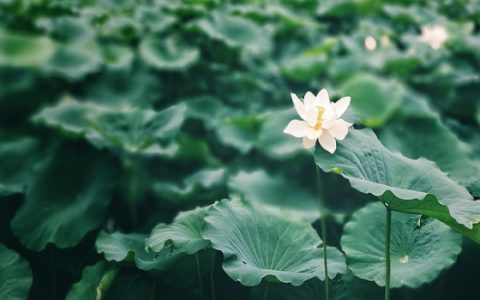 梦见荷叶是什么意思 梦见荷叶有什么预兆