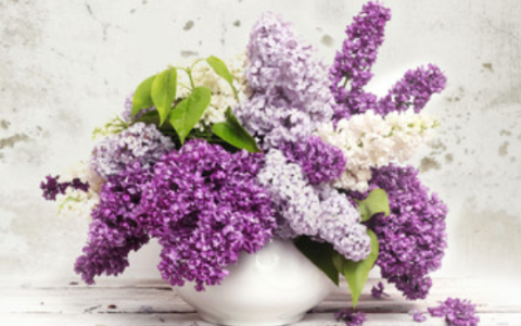 梦到丁香花是什么征兆 梦到丁香花是什么意思