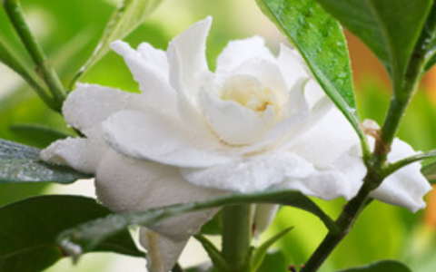 梦到栀子花是什么征兆 梦见栀子花是什么意思