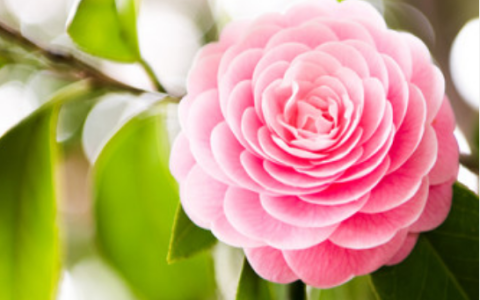 梦到茶花是什么征兆 梦见茶花是什么意思