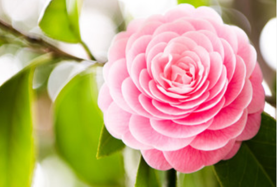 梦到茶花是什么征兆 梦见茶花是什么意思