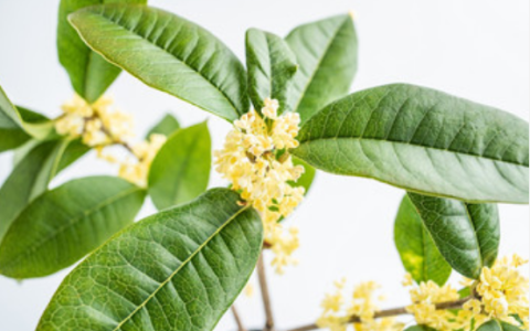 梦到桂花是什么征兆 梦见桂花是什么意思