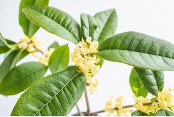 梦到桂花是什么征兆 梦见桂花是什么意思