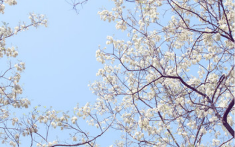 梦到槐花是什么征兆 梦见槐花是什么意思