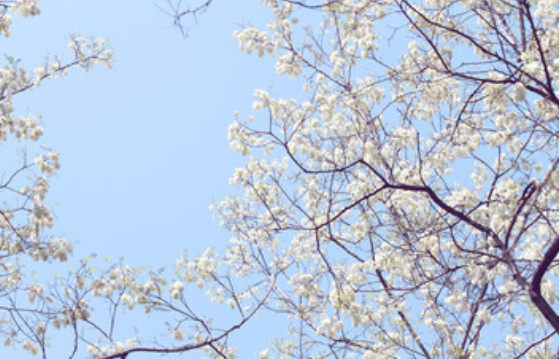 梦到槐花是什么征兆 梦见槐花是什么意思