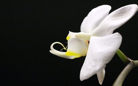 梦见兰花是什么意思 梦见兰花有什么预兆