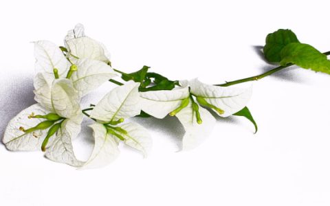 梦见花朵是什么意思 梦见花朵有什么预兆