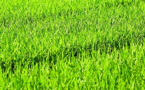 梦见青苗预示什么 梦见青苗有什么征兆