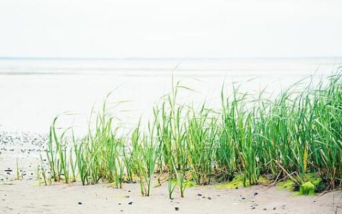 梦见海草什么意思 梦见海草预示什么