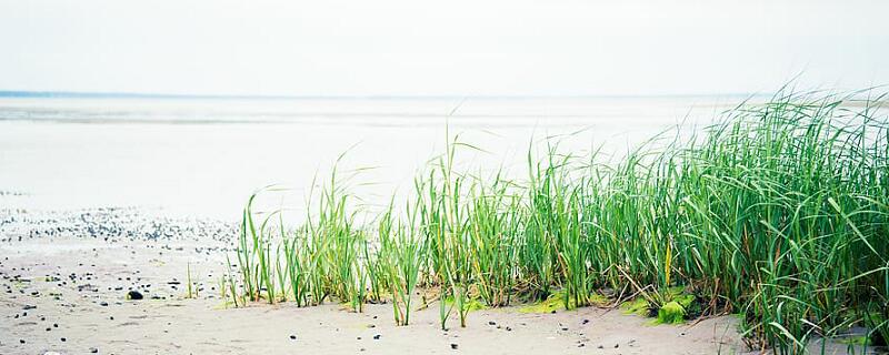梦见海草什么意思 梦见海草预示什么