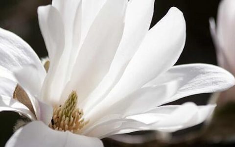 梦见白兰花什么意思 梦见白兰花有什么征兆