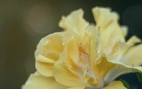 梦见芙蓉预示什么 梦见芙蓉好不好
