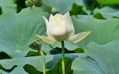 梦见花蕾预示什么 梦见花蕾有什么征兆