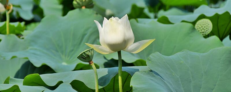 梦见花蕾预示什么 梦见花蕾有什么征兆